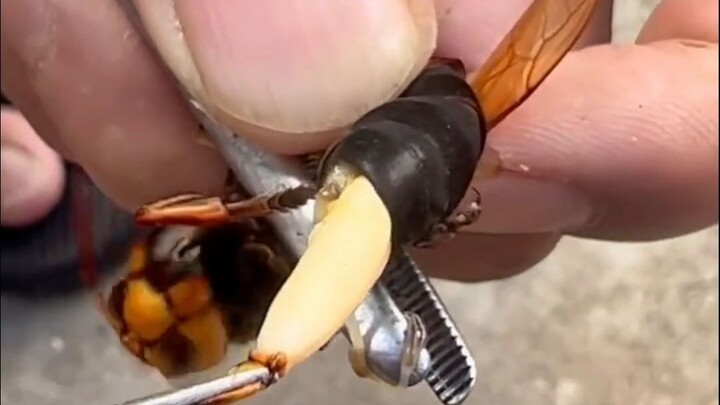 Hornet: What's the difference between us and the Japanese?