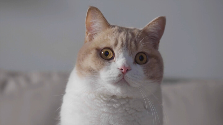 小型更新/补丁说明之前的版本因为自己的疏忽，传错了一个少音轨的版本，非常对不起各位[难过]，现在已经补上换源了，感兴趣的朋友可以再看一次。结尾的烟花也更新了…