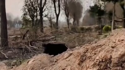 يا له من ذكاء!