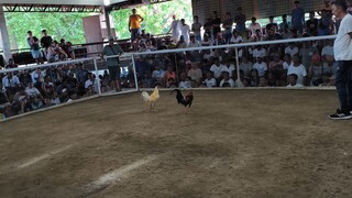 Goldenboy x 5k Sweater Win🔥