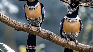 burung langka dan bagus