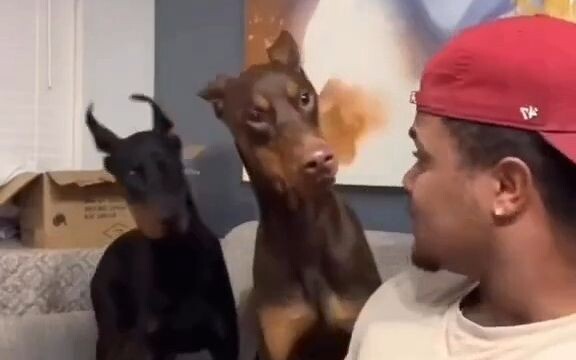 What are you barking about? The dog is stupid!