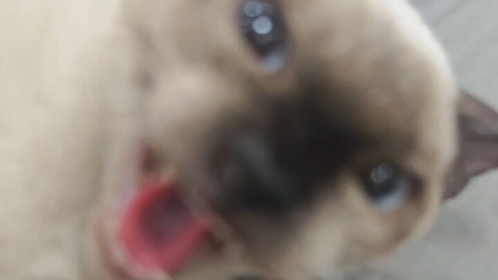 The Siamese cat’s hissing sounds like it’s falling in love 👿