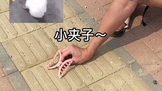 万万没想到！这地上的夹子怎么还会说话呢？