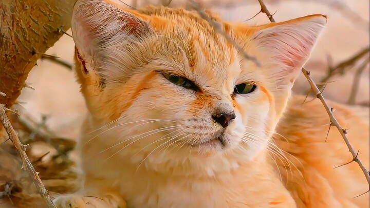 Mèo cát: Khuôn mặt đáng yêu nhất, săn mồi tàn nhẫn nhất!