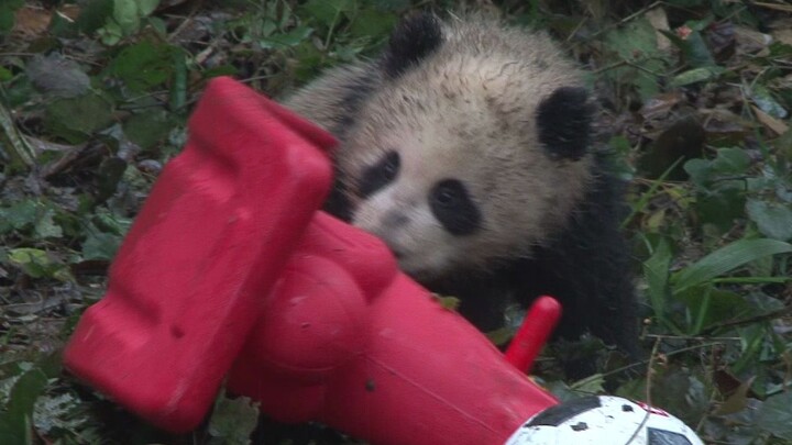 Panda, Bisakah Kamu Lebih Kotor Lagi?