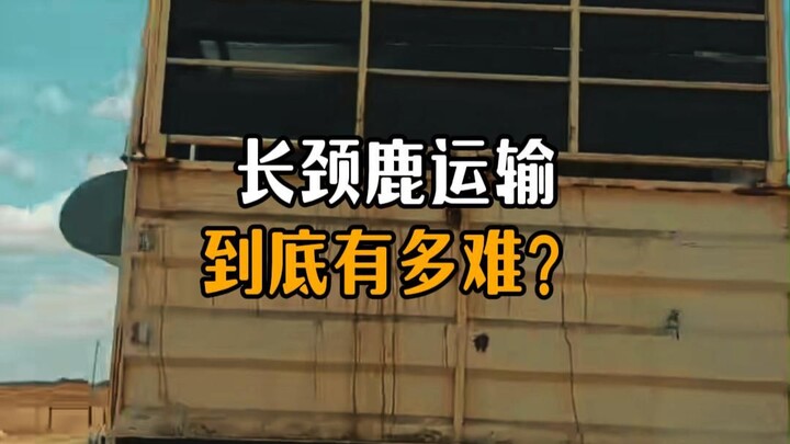 How difficult is it to transport a giraffe?