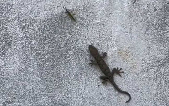 In martial arts, speed is the ultimate key.