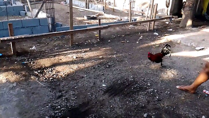 ❤️🐓