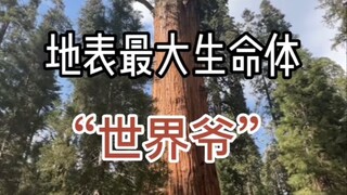 أكبر كائن حي على سطح الأرض: "سيدي العالم" الجنرال شيرمان