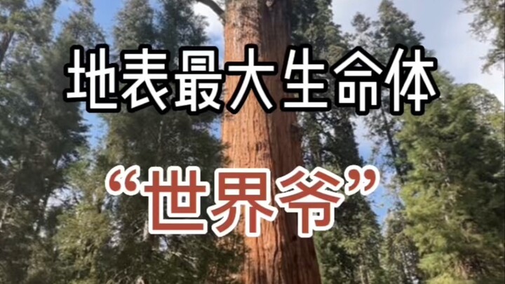 The Largest Living Organism on Earth: "General Sherman," the World's Greatest Giant