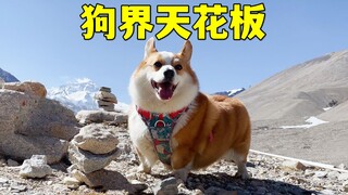 这可能是一只最见过世面的狗狗