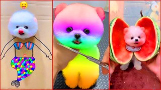 Funny and Cute Dog Pomeranian 😍🐶| Funny Puppy Videos #179