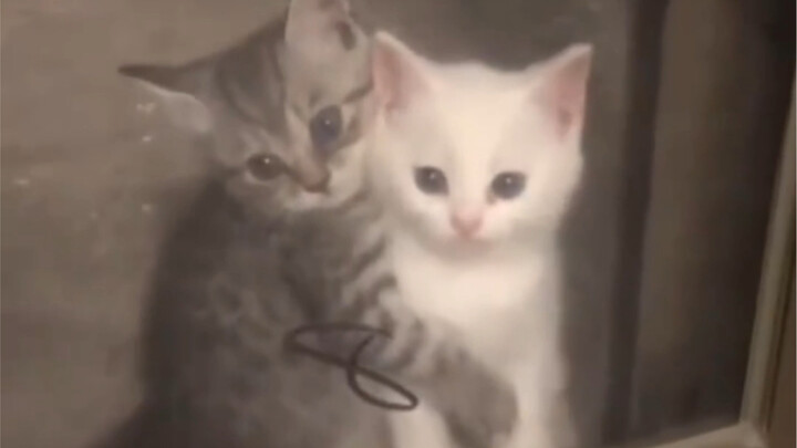 “Ahh… little kitty 🤤”