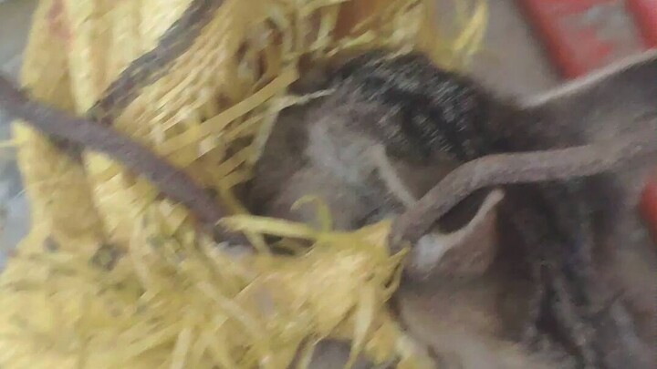 The little wildcat heard my voice and called for me to save it.