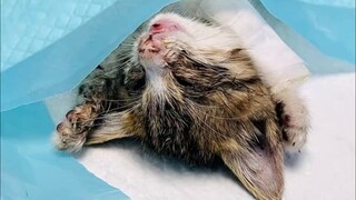 The kitten was desperately waiting for death on the street, but its mother arrived before Bleach.
