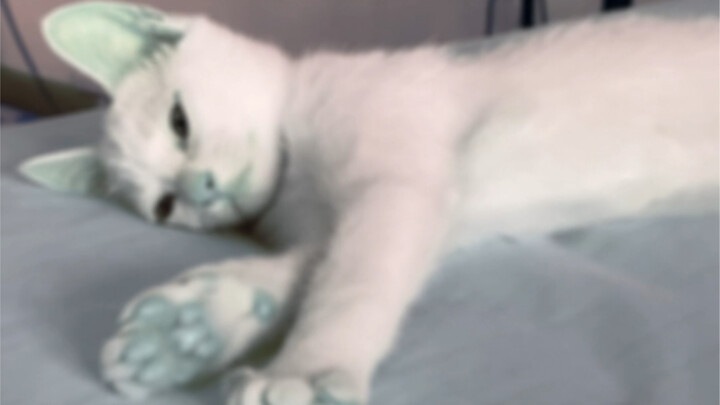 This Is What the World Looks Like Through a Cat’s Eyes