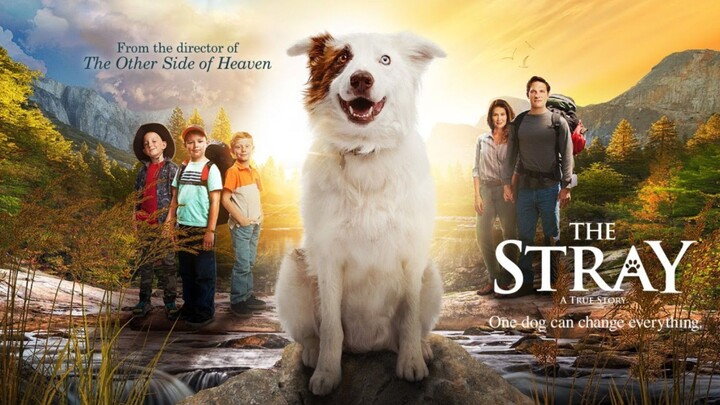 The Stray (2017)