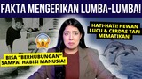 KASUS TRAGIS LUMBA-LUMBA "BERHUBUNGAN" DENGAN MANUSIA?! 😰