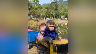 Bim Bim and his wife help the duckling in the truck So Cute ThuCung🔔 thucungvuinhon ThuCung MonKey🔔