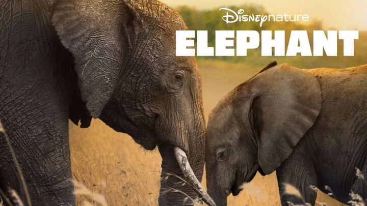 Elephant (2020) Subtitle Indonesia