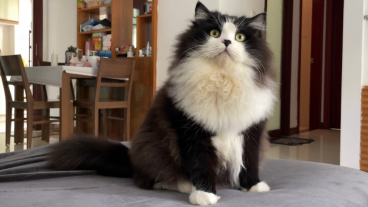Versi lengkap kucing cerewet (sebenarnya hanya bersuara keras)