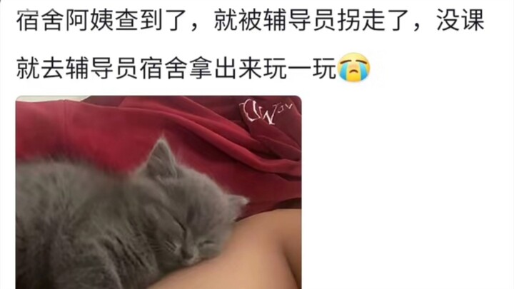 นักศึกษาหอพักเลี้ยงแมวถูกพบได้อย่างไร