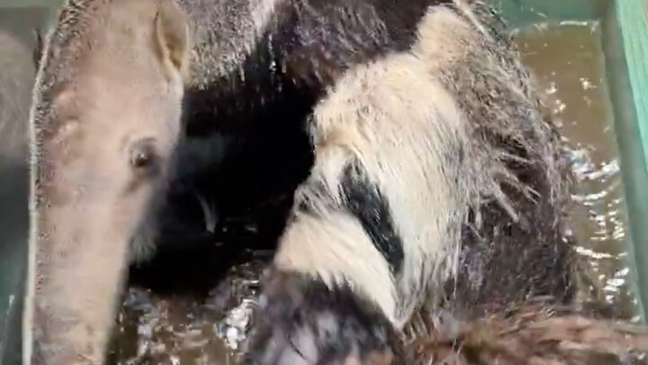 This is how a giant anteater takes a bath: it first uses its claws to meticulously clean its fur, th
