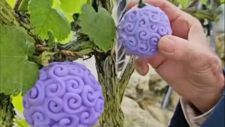 Kakek asing menjadi kaya dengan membudidayakan "buah iblis"