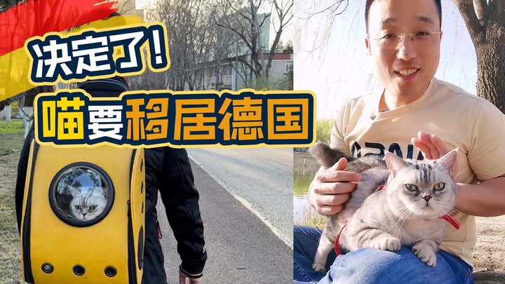 Beijing Cat in Frankfurt: This Kitty’s Coming to Germany with Me!