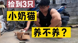 我想他们3只小猫，会幸福的，因为有你们在看着他长大～