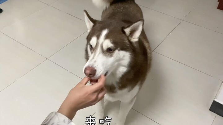 Will the husky get mad if you shove food into its mouth and then yank it right back out?