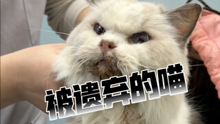 The person who threw the cat away today was quite kind, but the cat's condition is not very good.