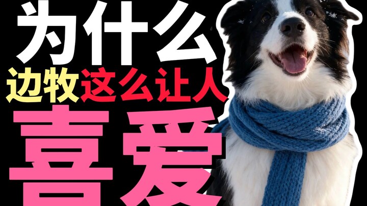 Why are Border Collies so lovable?