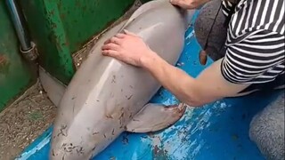 นี่คือสัตว์อะไร?