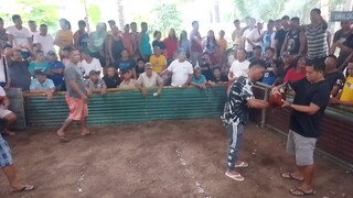 second fight 🐓
