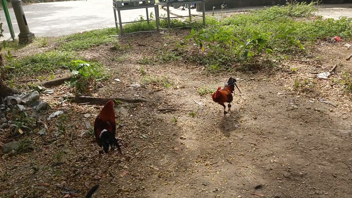 Sweater Punggal vs Alimbuyugin