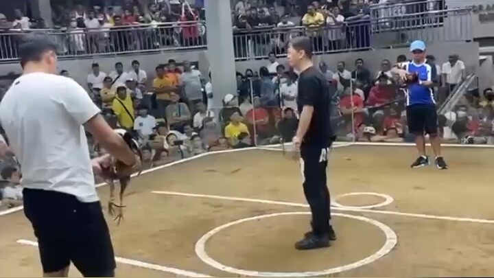 Firebird angels super bulik! Del Monte C🐓ckpit Arena. 5 C🐔ck derby Feb 2026