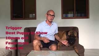 My very first video about bullmastiff. Part 1