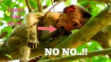 NO NO..!!,​VERY​ PITY ORPHAN BABY MONKEY DUSTIN​ SAD ALONE, BABY DOESN'T HAVE FOOD, DUSTIN SO HUNGRY