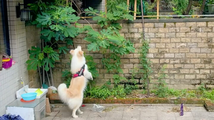 Coba tebak, apa yang dilihat Bella?