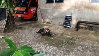 Armalite Grey VS Tazmanian Devil Hatch spar