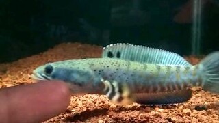 ikan gabus.. calon monster