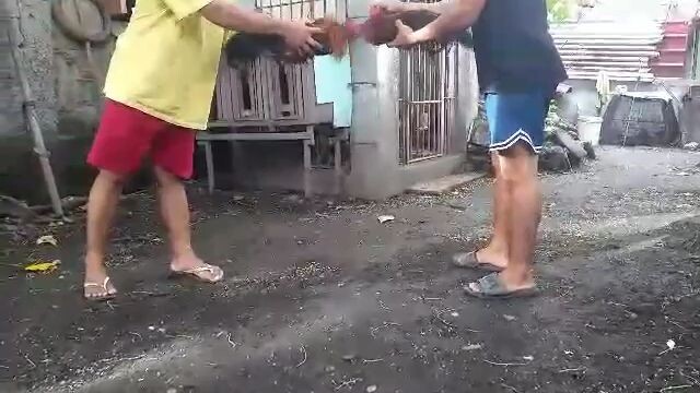 payat pa lang pero ok na ang palo sw gilmore x hatch