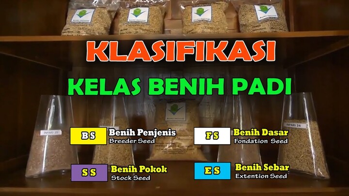 MENGENAL KELAS BENIH PADI DAN REKOMENDASI BENIH PADI UNTUK PETANI PADI