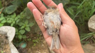 Kamu bertanggung jawab setengah atas kelicinan burung pipit itu