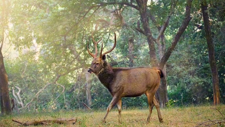 fakta unik rusa sambar