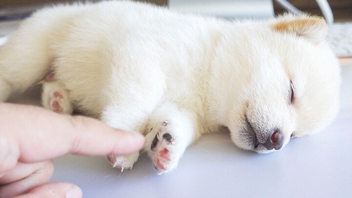 It only takes a dozen seconds to lull a white Shiba puppy to sleep—truly so easy to take care of!