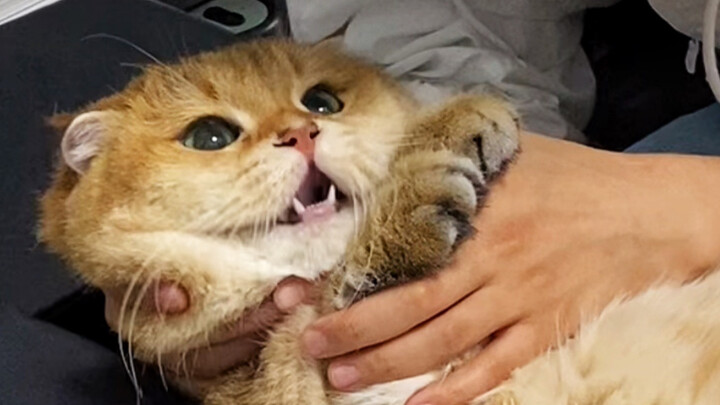 ตอนตรวจสุขภาพ หมอบอกว่าไตดีมาก แมว: ฉันก็ยังใช้ไม่ได้อยู่ดี