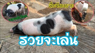 🐷 น้องรวยหมูอ้วนฉลาด5555🐖🐖🐖